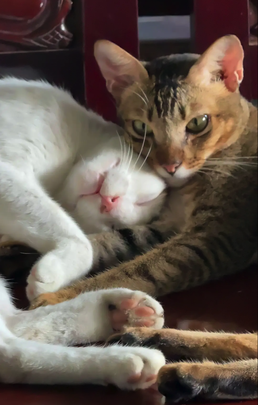 Cô gái Đồng Nai và đàn thú cưng chó méo miệng, mèo hướng nội gây sốt mạng - 2 Cô gái Đồng Nai và đàn thú cưng chó méo miệng, mèo hướng nội gây sốt mạng - 2