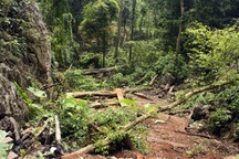 Công ty lâm nghiệp mở đường xuyên rừng để... phá rừng