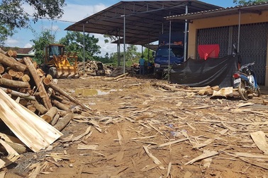 Xưởng sản xuất gỗ “3 không” mọc lên như nấm, chính quyền có làm ngơ?