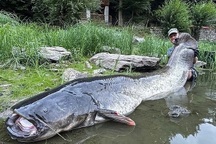 Cần thủ tóm sống cá trê khổng lồ dài 2,7m sau gần một tiếng vật lộn