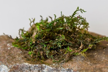 Rêu tản có thể thay thế cần sa y tế trong tương lai