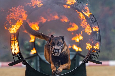 Quân khuyển trình diễn vượt vòng lửa, bắt tội phạm ở Triển lãm Quốc phòng