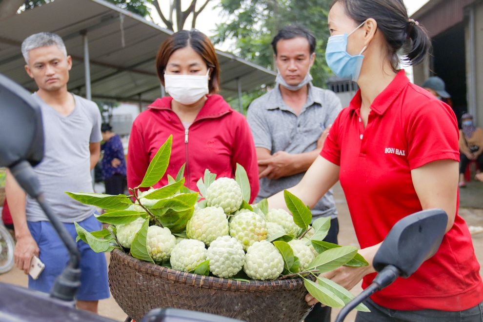 Thu hàng trăm tỷ đồng mỗi năm nhờ trồng loại quả vừa ngọt vừa dai - 3 Thu hàng trăm tỷ đồng mỗi năm nhờ trồng loại quả vừa ngọt vừa dai - 3