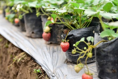 Vườn dâu tây đỏ mọng trên bãi sông Hà Nội