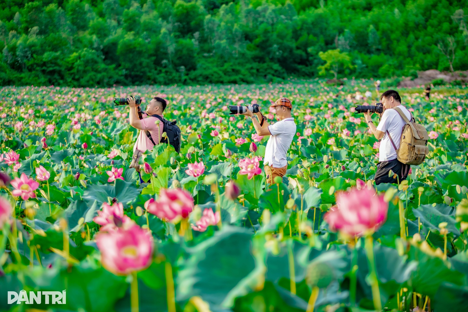 Cánh đồng sen bạt ngàn, đẹp hút hồn ở Quảng Nam - 10 Cánh đồng sen bạt ngàn, đẹp hút hồn ở Quảng Nam - 10