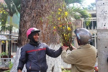 Mai rừng “nhuộm vàng” đường phố