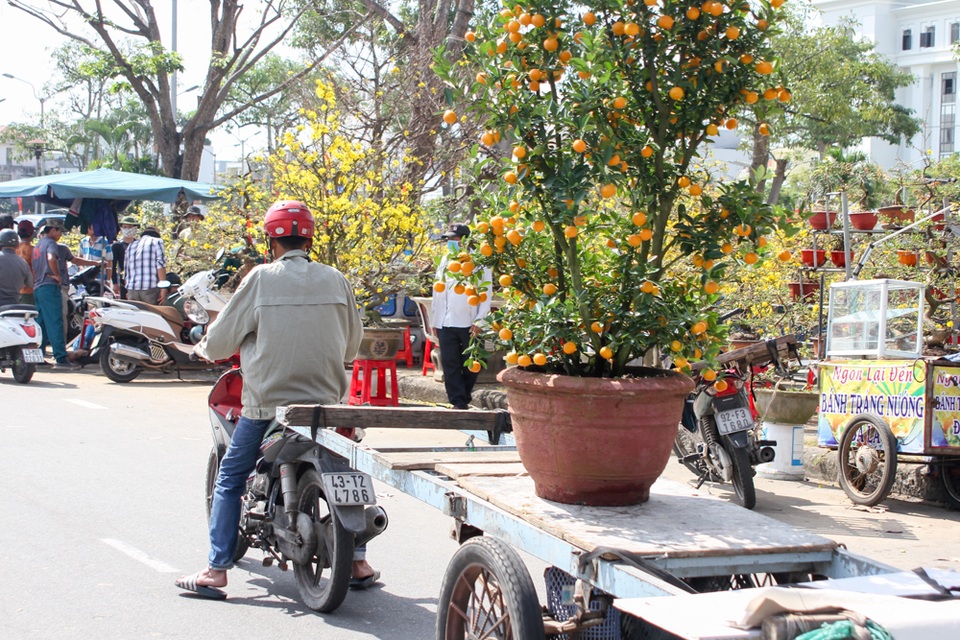 Xe ôm kiếm “bội tiền” nhờ chở hoa, cây cảnh Tết - 5 Xe ôm kiếm “bội tiền” nhờ chở hoa, cây cảnh Tết - 5