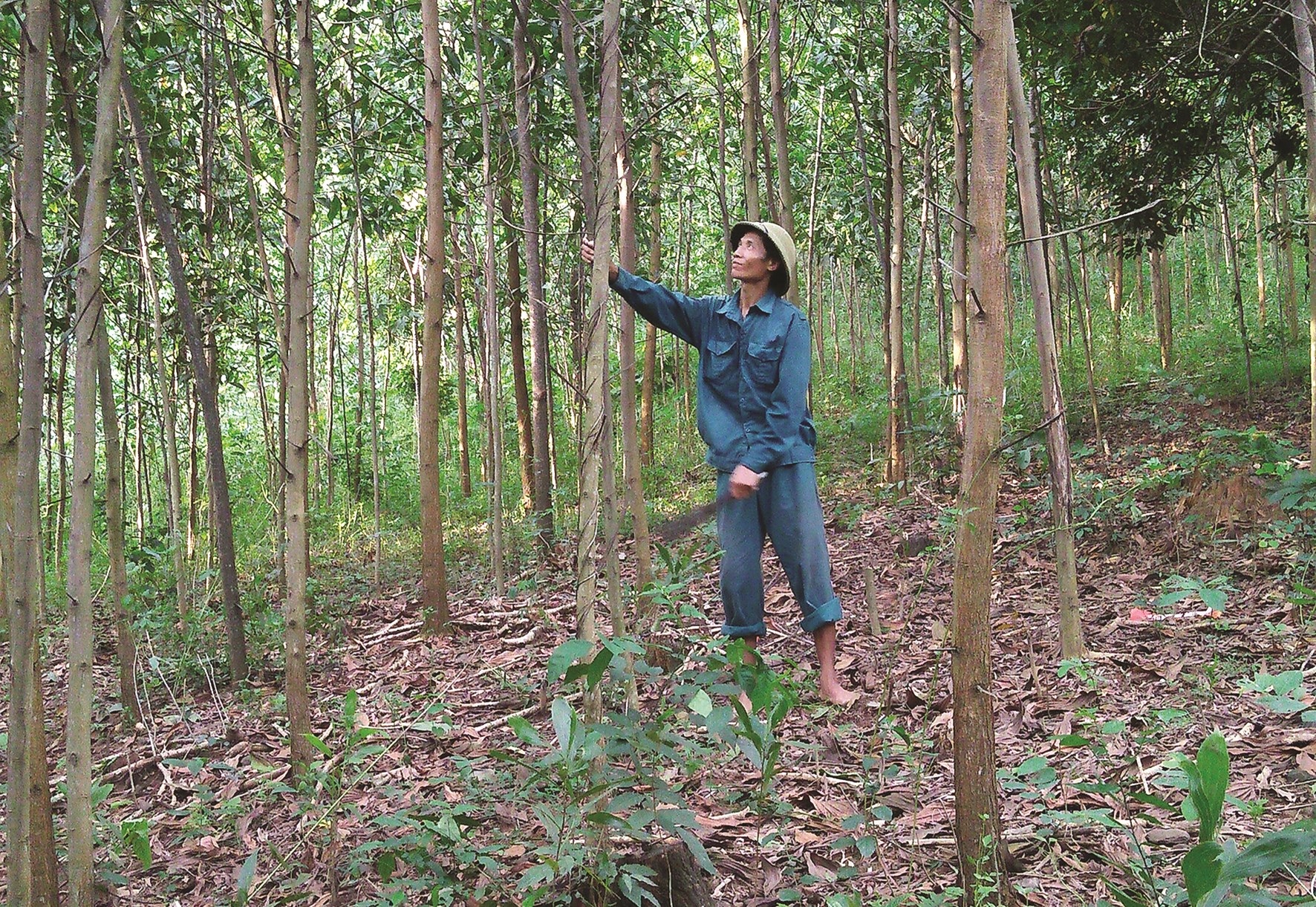 rừng keo nhà anh Lập.jpg rừng keo nhà anh Lập.jpg