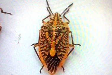 Ăn nửa cân bọ xít, 7 người trong gia đình ngộ độc, một người "hút chết"