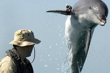 Vì sao cá heo được Nga sử dụng giữa cuộc chiến với Ukraine?