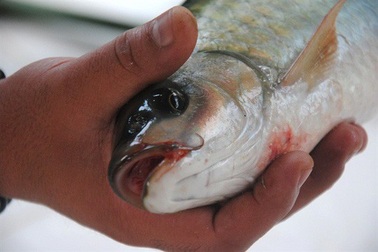 Kỳ thú 'cá thần' bên dòng sông Chảy