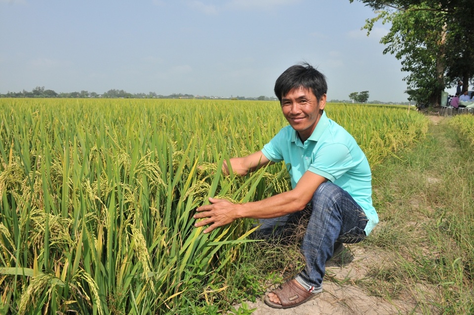 Chuyện lạ: Cho lúa “uống” sữa tươi và trứng gà… thay phân, thuốc - 3 Chuyện lạ: Cho lúa “uống” sữa tươi và trứng gà… thay phân, thuốc - 3