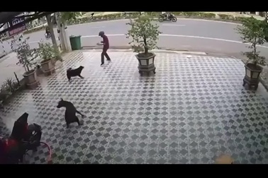 Người đàn ông sử dụng "tuyệt chiêu" khi thấy chó lạ bất ngờ lao đến