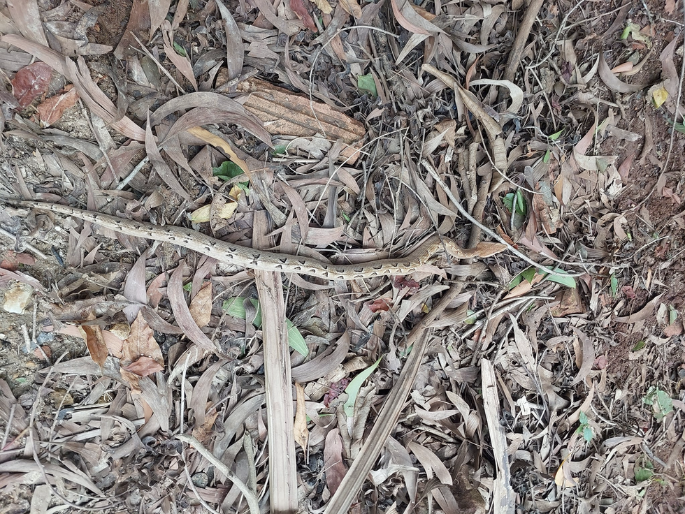 Loài rắn độc nguy hiểm thường gặp tại Việt Nam, được ví như mìn sống - 1