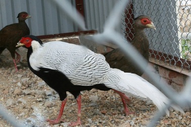 Kháng nghị bản án "Gà lôi trắng", vụ án có thể diễn biến ra sao?