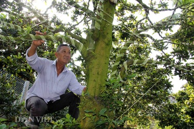 Cả làng mai vàng cổ thụ chơi Tết giá bạc tỷ ngóng... đại gia