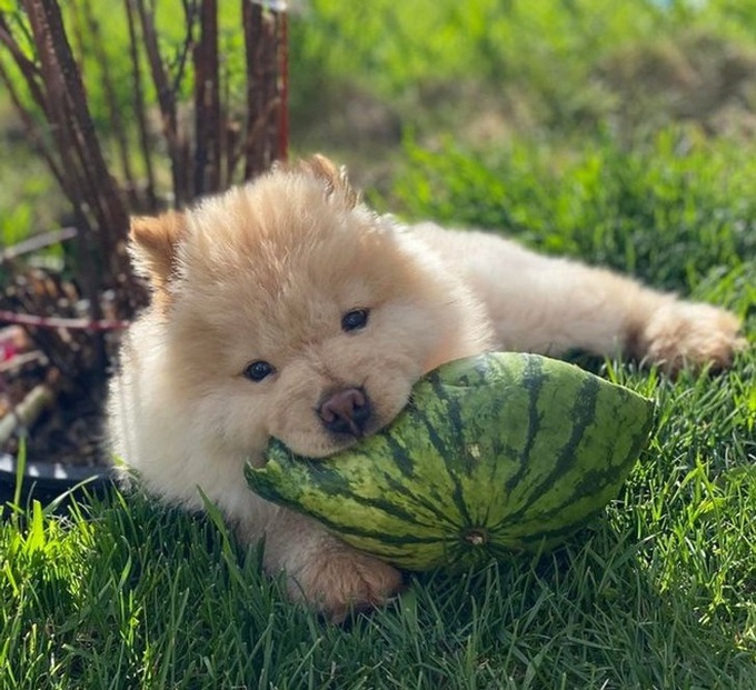 Loạt hình chứng minh cún chow chow mới cái đồ đáng yêu nhất quả đất, ai nhìn cũng muốn lao vào nựng một cái - Ảnh 15. Loạt hình chứng minh cún chow chow mới cái đồ đáng yêu nhất quả đất, ai nhìn cũng muốn lao vào nựng một cái - Ảnh 15.