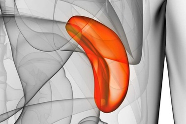 Dấu hiệu cảnh báo ung thư lá lách