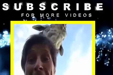 Hươu cao cổ chọc du khách quay phim selfie