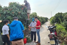 Nông dân Bắc Giang livestream chốt đơn vải thiều