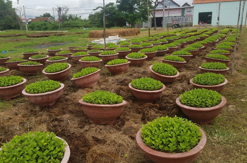 Người làm nghề trồng hoa cúc hối hả xuống giống cho vụ Tết - 5 Người làm nghề trồng hoa cúc hối hả xuống giống cho vụ Tết - 5