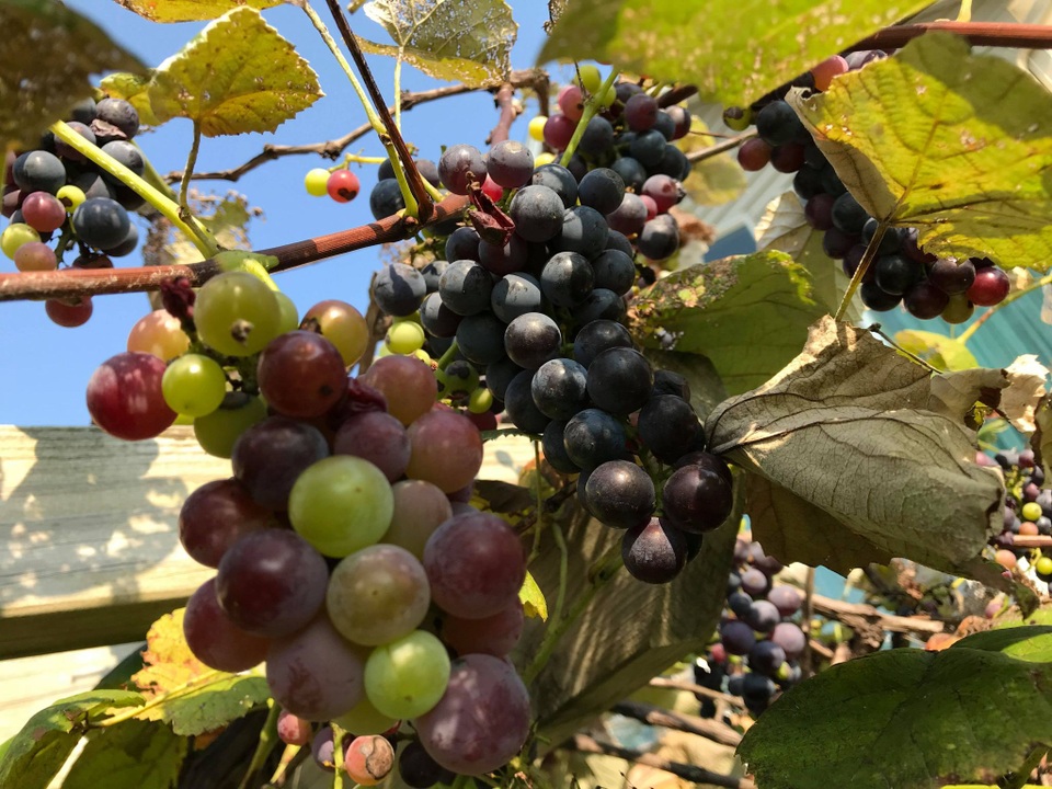 Mê mẩn vườn 20m2 ngập rau, trái của người đàn ông gốc Việt ở Mỹ - 5