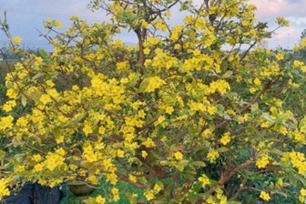 Nông dân điêu đứng vì mai Tết "cười" sau bão lũ dồn dập