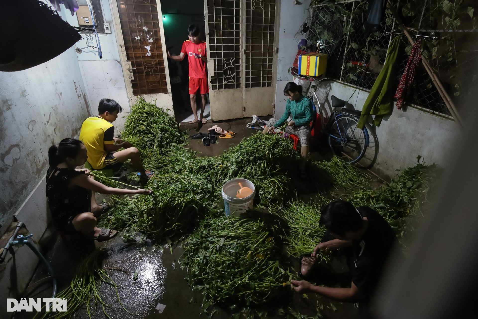 Xóm nhặt rau muống thuê lúc nửa đêm ở TPHCM - 9 Xóm nhặt rau muống thuê lúc nửa đêm ở TPHCM - 9