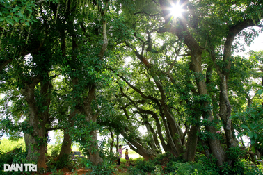 Độc đáo khu rừng lộc vừng cổ thụ giữa đồng ruộng mênh mông