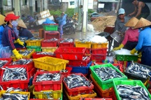 Ra khơi là lỗ, ngư dân nghề lưới chuồn cho tàu nằm bờ