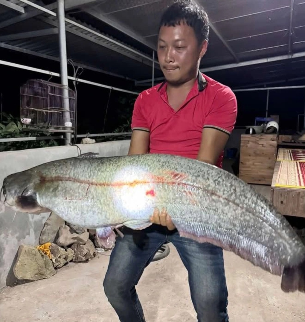 Người dân câu được cá 32kg ở Hưng Yên, chủ quán ăn chi 10 triệu mua lại - 1 Người dân câu được cá 32kg ở Hưng Yên, chủ quán ăn chi 10 triệu mua lại - 1