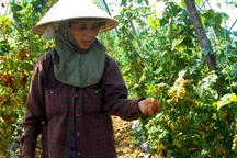 Nông sản rớt giá thê thảm, "đỏ mắt" chờ thương lái