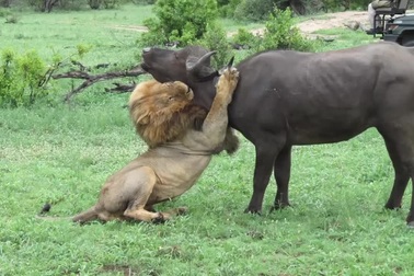 Xem sư tử đực thể hiện sức mạnh, hạ gục trâu rừng châu Phi