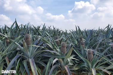 Giá dứa cao kỷ lục, trồng một năm mua được ô tô