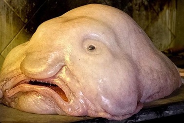 Chiêm ngưỡng ngoại hình của loài cá xấu nhất hành tinh