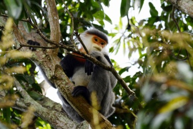 Ba con voọc chà vá quý hiếm vào chùa xin ăn