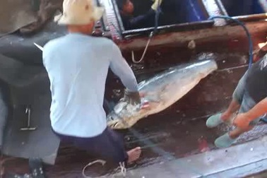 Nghề câu “cọp biển”… ở Hoàng Sa, Trường Sa