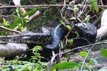 Bầy khỉ hợp sức cứu đồng loại khỏi bị trăn ăn thịt