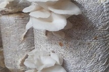 Nam Định: 8x bỏ túi 20 triệu đồng/tháng nhờ ...loài nấm trắng như bông