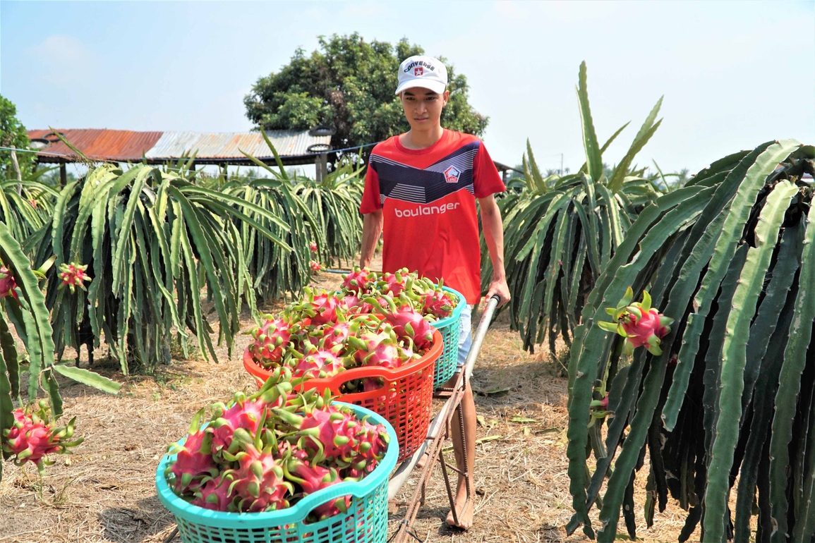 Bán 10 kg thanh long chưa mua nổi 1 tô phở, nông dân lo trắng tay - 5 Bán 10 kg thanh long chưa mua nổi 1 tô phở, nông dân lo trắng tay - 5