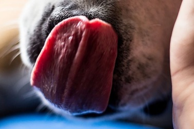 Một người đàn ông tử vong vì bị… chó liếm