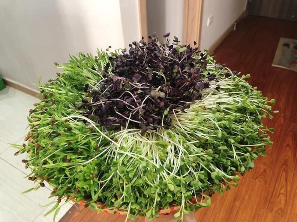Giá rau tăng chóng mặt, thử trồng rau mầm cho thu hoạch chỉ trong 5 ngày - 4 Giá rau tăng chóng mặt, thử trồng rau mầm cho thu hoạch chỉ trong 5 ngày - 4