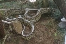 Trăn đất quý hiếm, kỳ đà hoa dài hơn 1m bò vào gần nhà dân