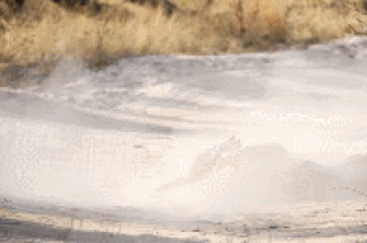 Cặp đôi báo hoa mai hợp lực tiêu diệt kẻ thù trong trận chiến đẫm máu