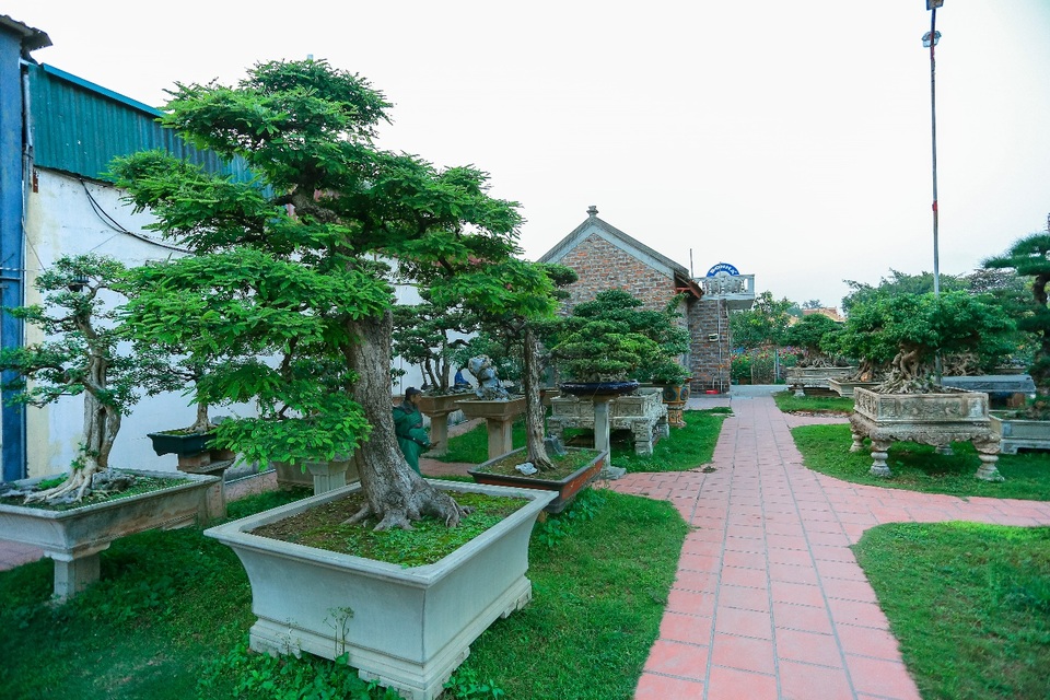 Choáng ngợp khu vườn bạc tỷ của đại gia chơi cây nức tiếng Hà Nội - 7 Choáng ngợp khu vườn bạc tỷ của đại gia chơi cây nức tiếng Hà Nội - 7