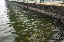 Tổng rà soát hệ thống xả thải quanh Hồ Tây