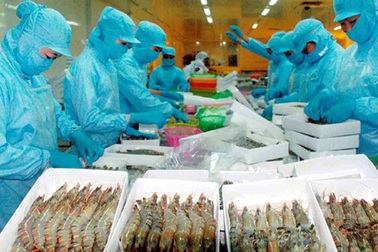 Xuất khẩu tôm "điêu đứng" vì lệnh cấm nhập khẩu của Úc