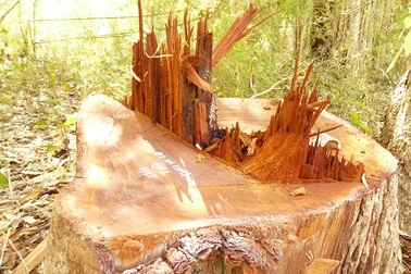 Phát hiện bãi gỗ lớn "vô chủ" trong Vườn quốc gia Yok Đôn