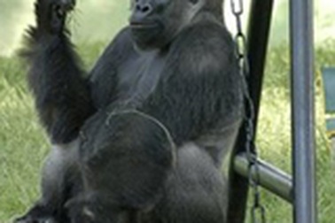 Gorilla độc nhất vô nhị của Ấn Độ lận đận tình duyên