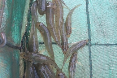 Quảng Ngãi: Độc đáo nghề đặt ống tre bắt cá bống sông Trà